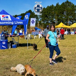 Hill's 1000 Paws Walk for SPCAs was a dog's day all round!