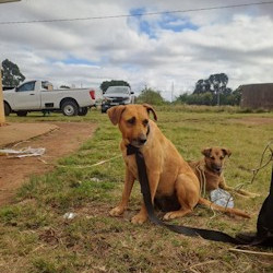 SA's Resilient Canine Heritage - Midmar Vet Clinic