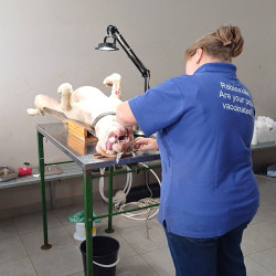 Seventeen more cats and dogs sterilised in Mpophomeni - Midmar Vet Clinic