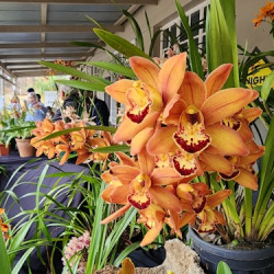Pietermaritzburg Orchid Society’s annual winter show - 8th August 2026