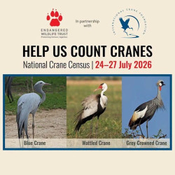 Help is needed for the National Crane Census