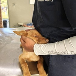 Midmar Vet Clinic completes twenty more sterilisations for Mpophomeni 
