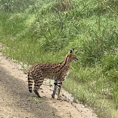 serval apr 2024