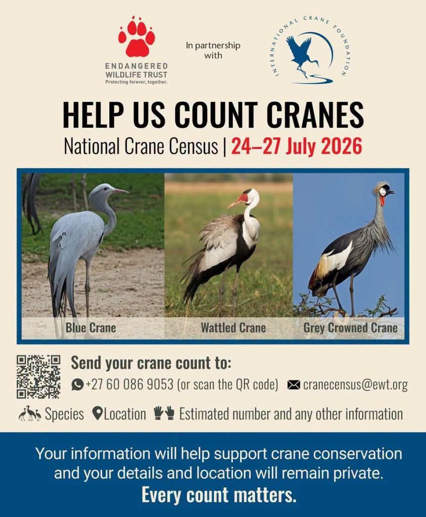 24 27 july count cranes