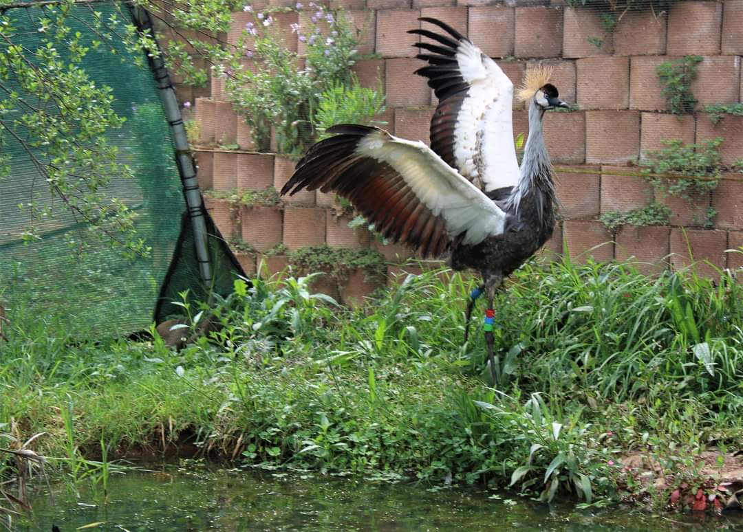 4 oct crane free me
