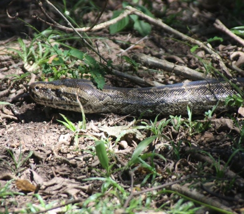 Python release
