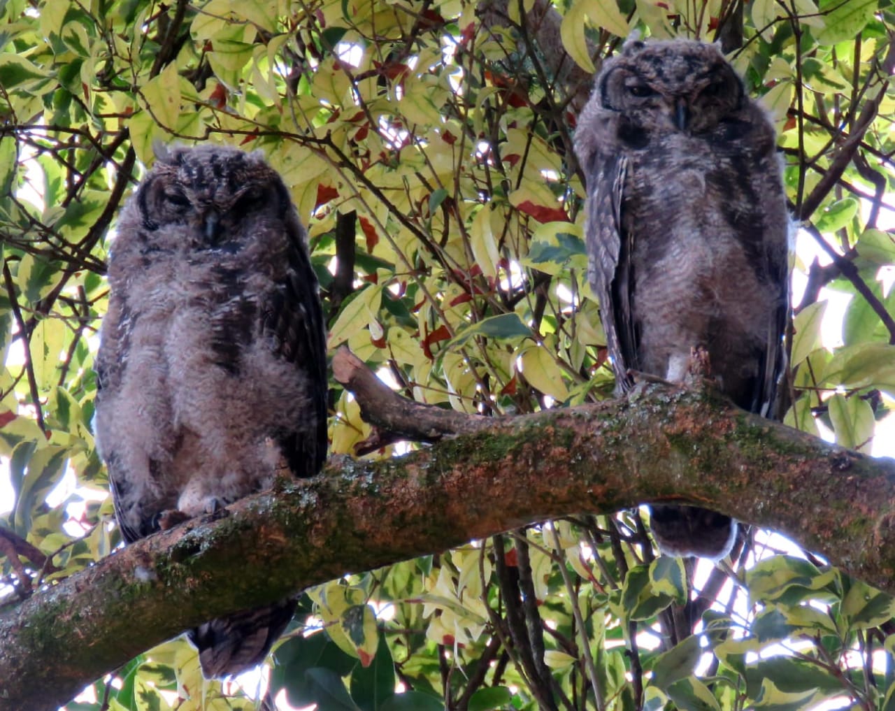 Spotted Eagle Owl chicks