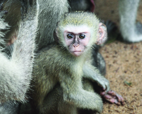 Vervet by Kate de Pinna