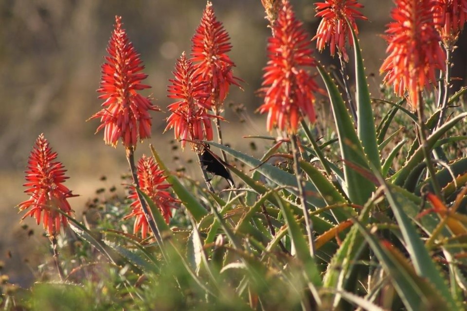 aloe fest 2023 howick news