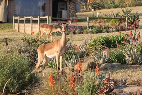 aloe fest buck cover howick