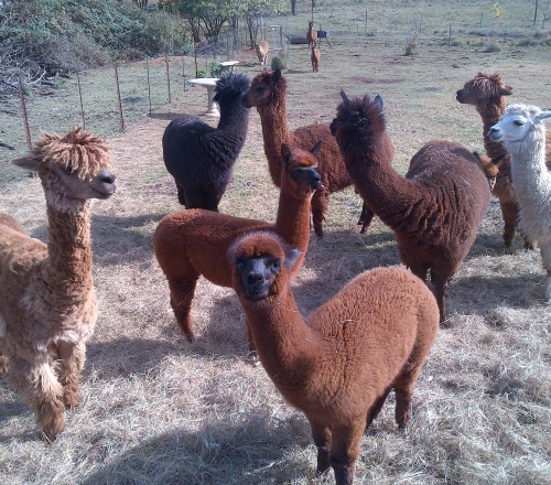 alpaca 2