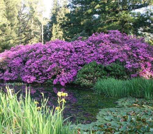 azalea benvie 002