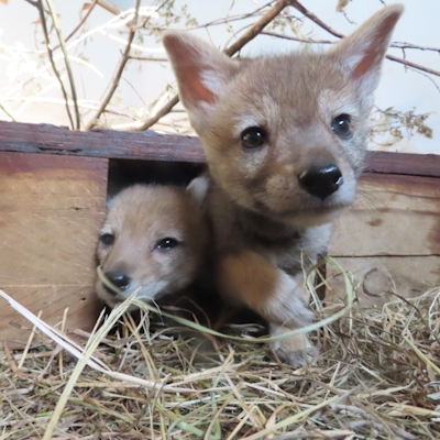 black bearded jackal pup at free me howick kzn