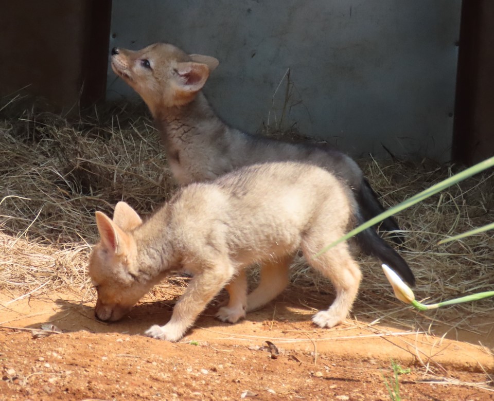 black bearded jackal pup at free me howick kzn 2