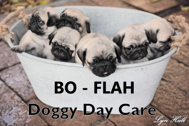 bo flah bh news