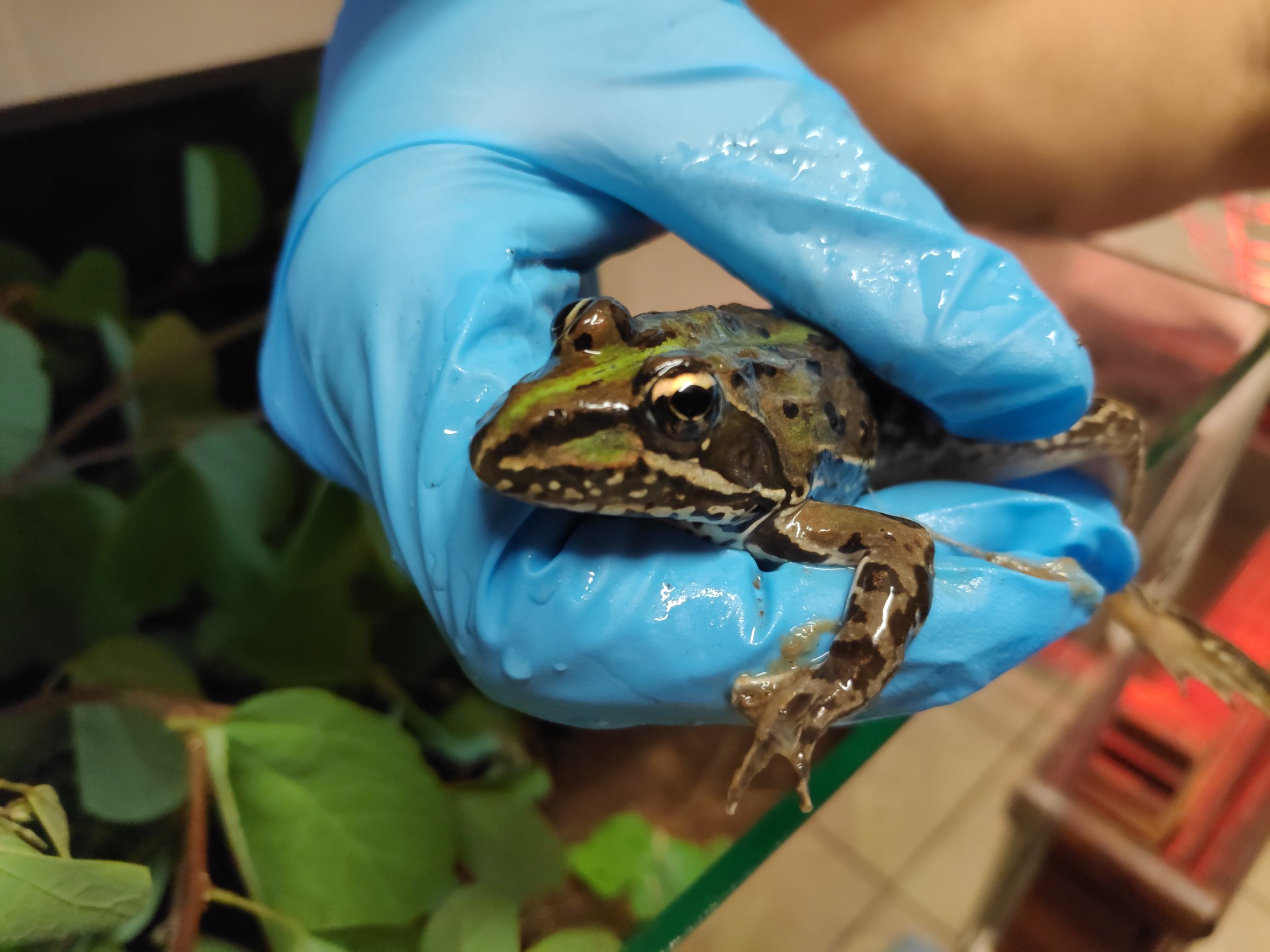 common river frog