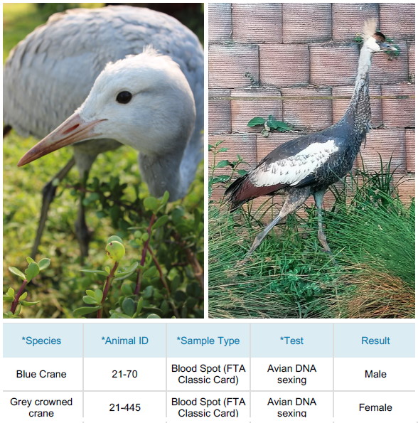 crane result