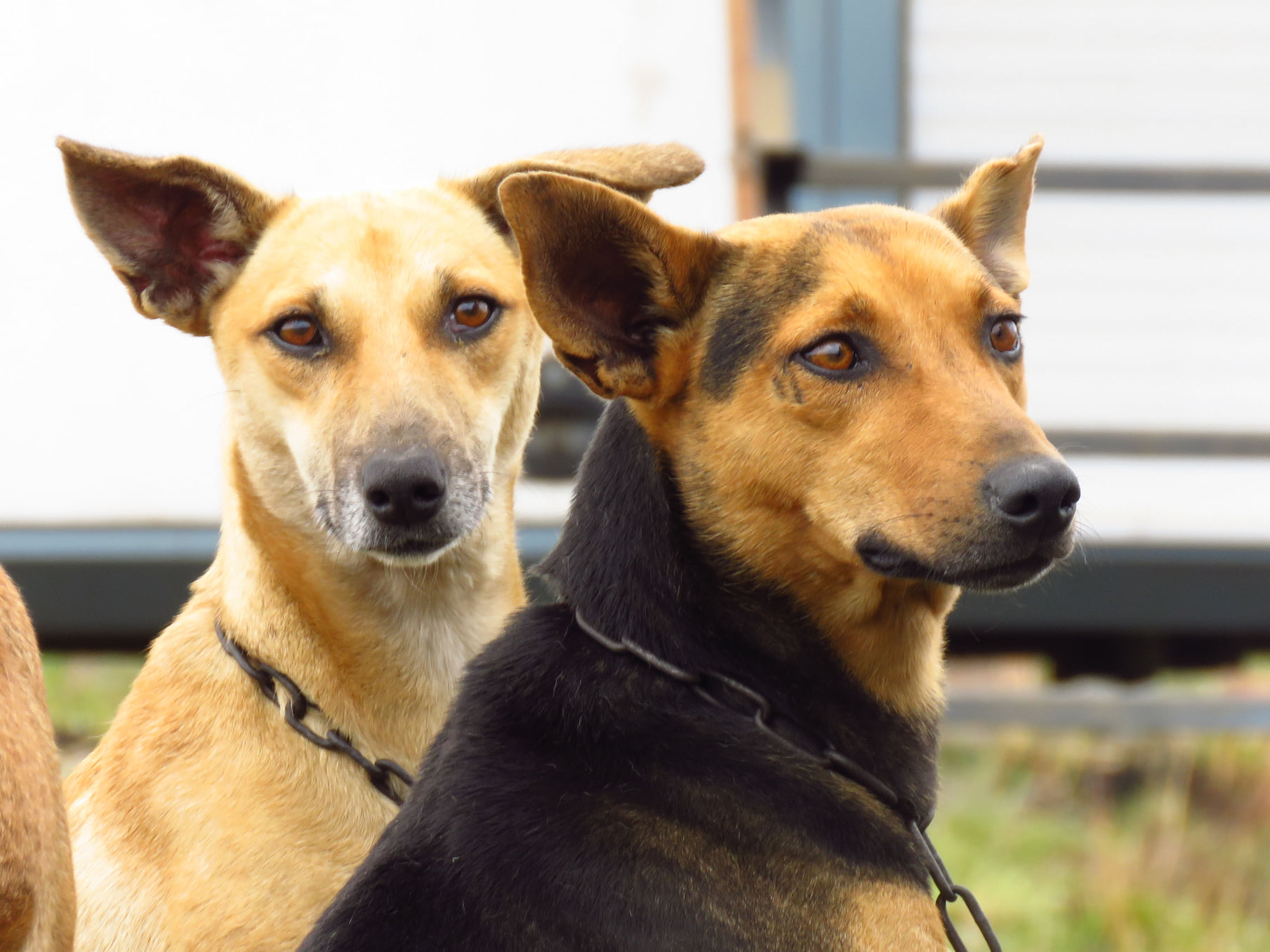 dogs in transkei