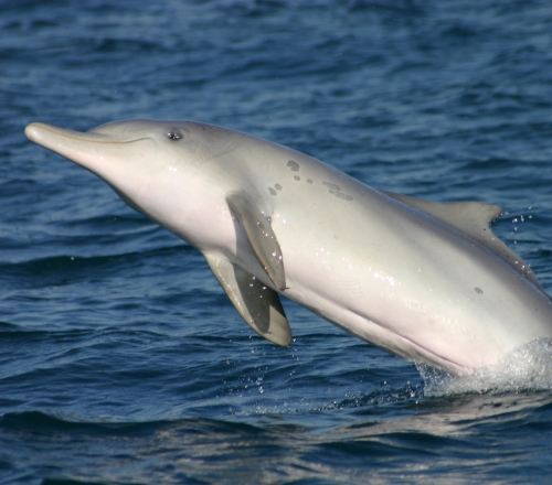 dolphin Howicck