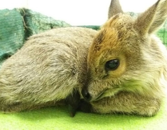 duiker copy