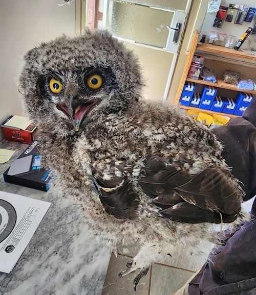 fledgling owl howick kzn