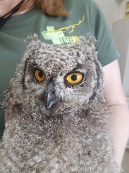 free me owl owlbox