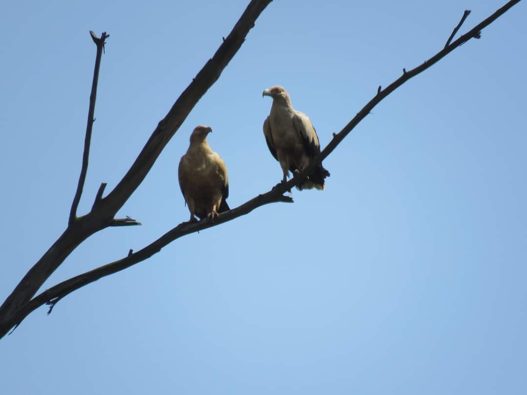 free me palmnut vultures