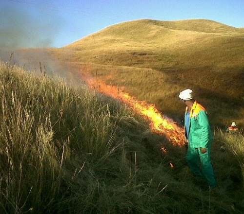 freeme fire season