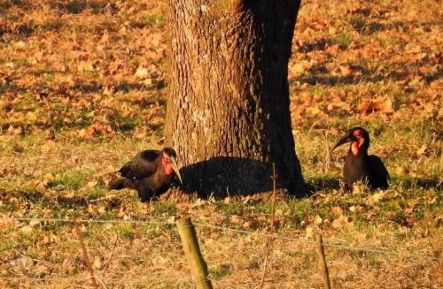 ground hornbills karkloof