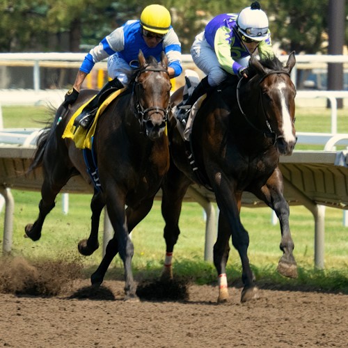hollywoodbest durban july race