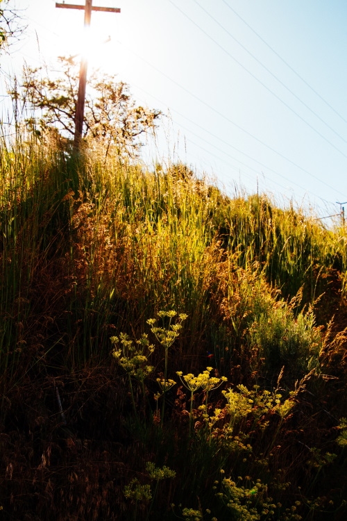 howick oevrgrown 002