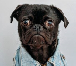 howick spca copy