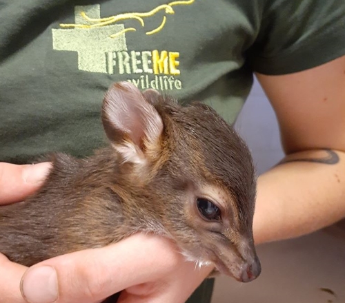 Freeme Duiker new