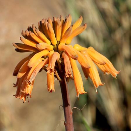 aloe