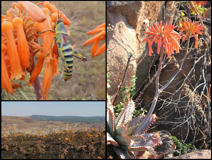 aloe collage