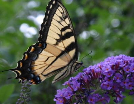 butterfly talk