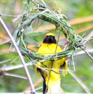 weaver bird
