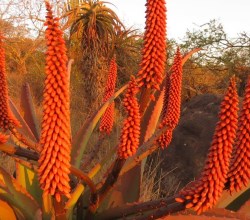 aloe festival howick