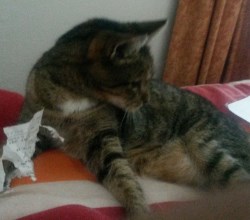 cat