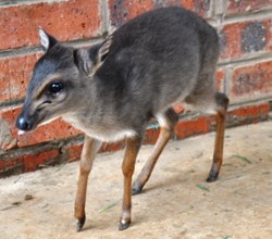 freeme duiker