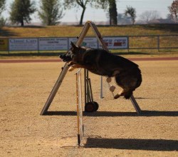 german shepered
