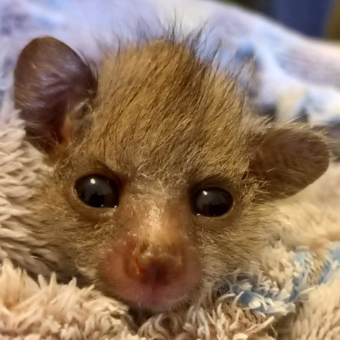 freeme bushbaby