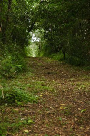 Kilgobbin forest walk