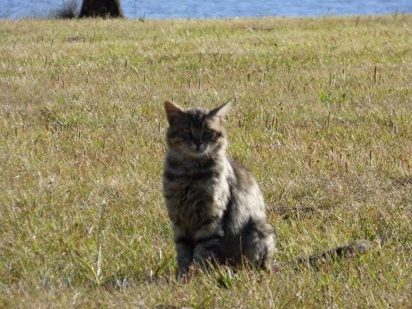 feral cat plea howick
