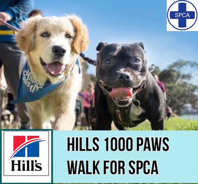 hills 100 paws