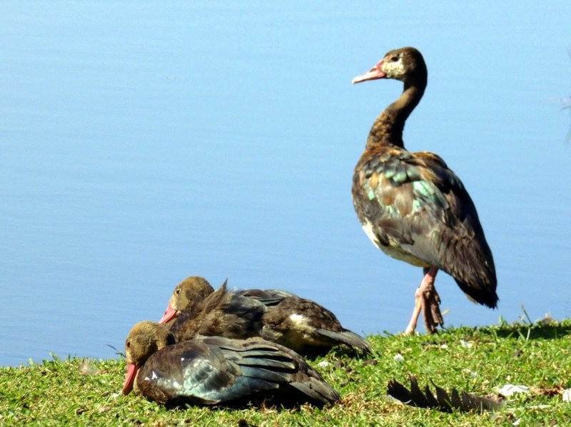 geese 2