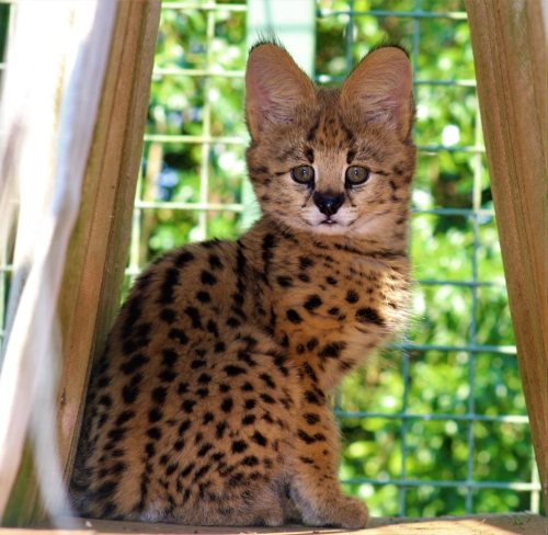serval kitten