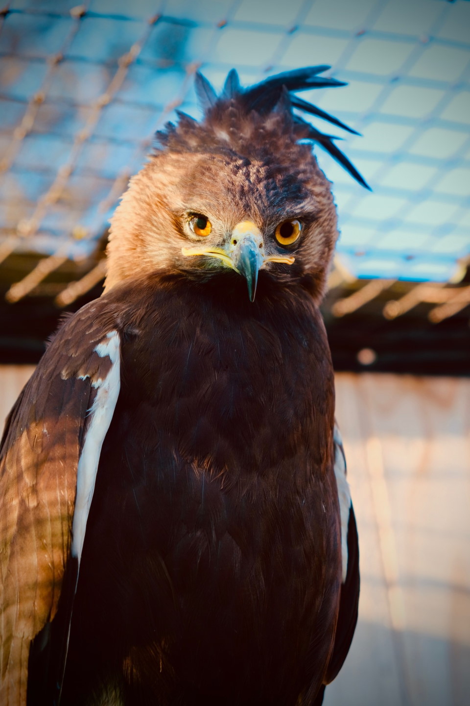 Longcrested Eagle