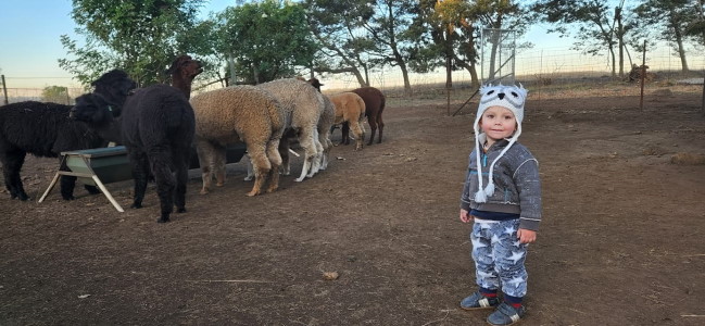 alpaccas open day