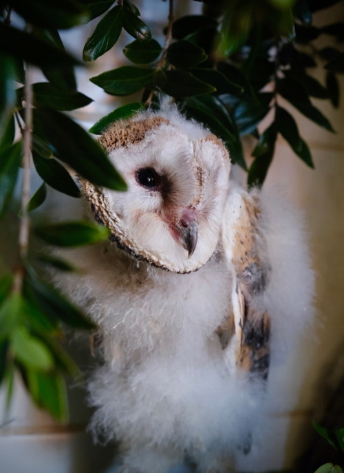 barn owl chick